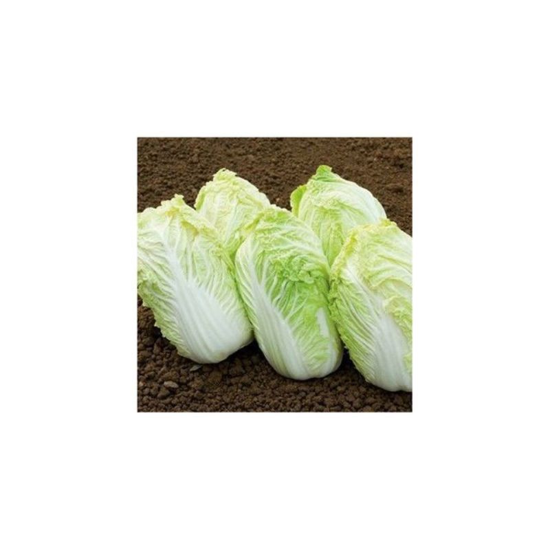 Semailles Chou Chinois Sativa (type Astuko)