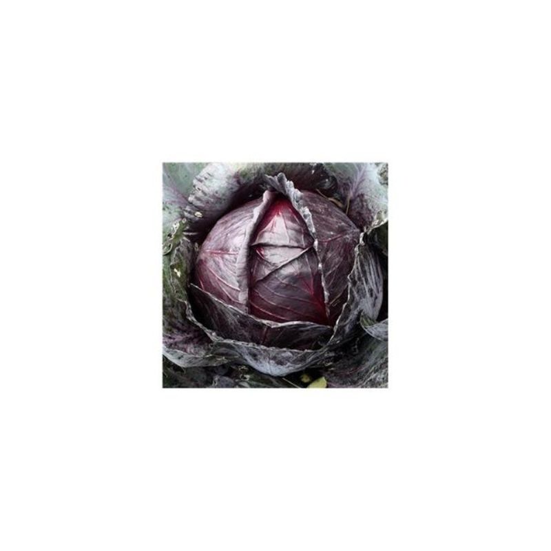 Semailles Chou Cabus rouge Amarant