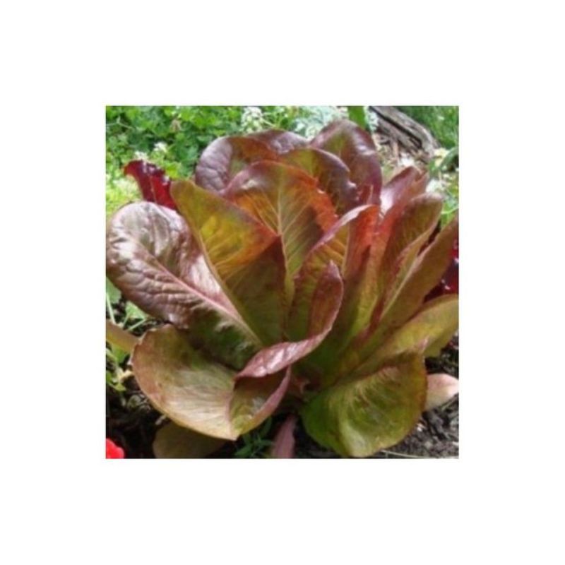 Semailles Laitue Romaine Rouge d'hiver