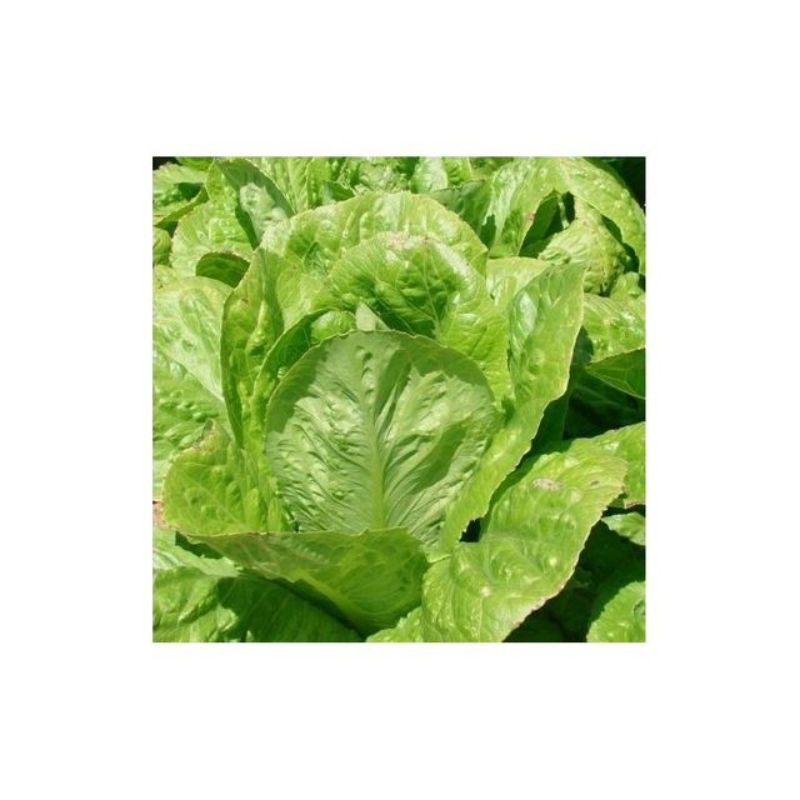 Semailles Laitue Romaine Ballon