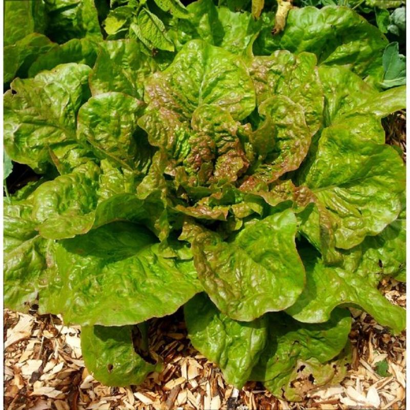 Semailles Laitue Romaine Grasse de Morges