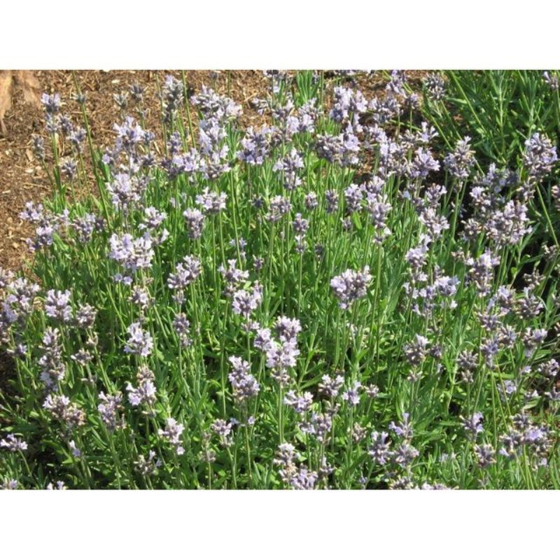 Semailles Lavande officinale