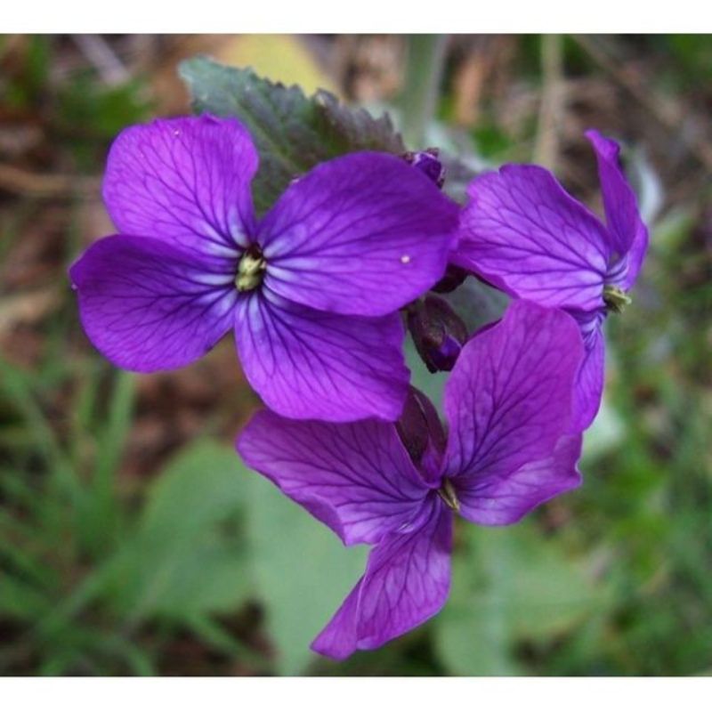 Semailles Lunaire ou Monnaie du Pape