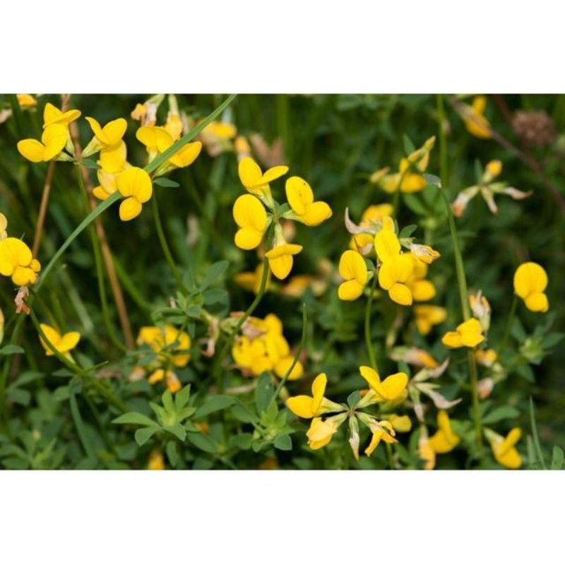 Semailles Lotier corniculé (engrais vert)
