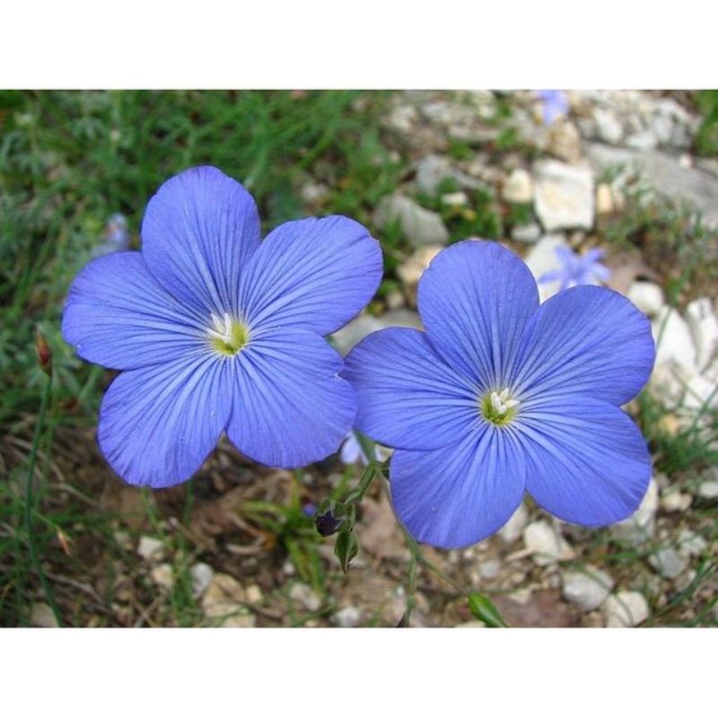 Semailles Lin annuel bleu