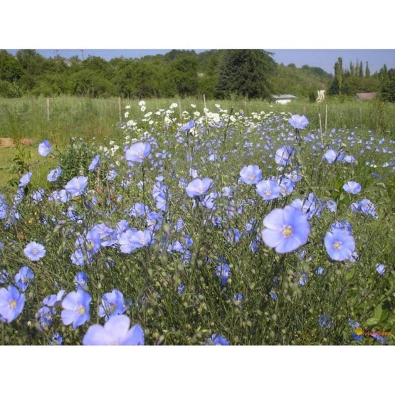 Semailles Lin bleu (engrais vert)