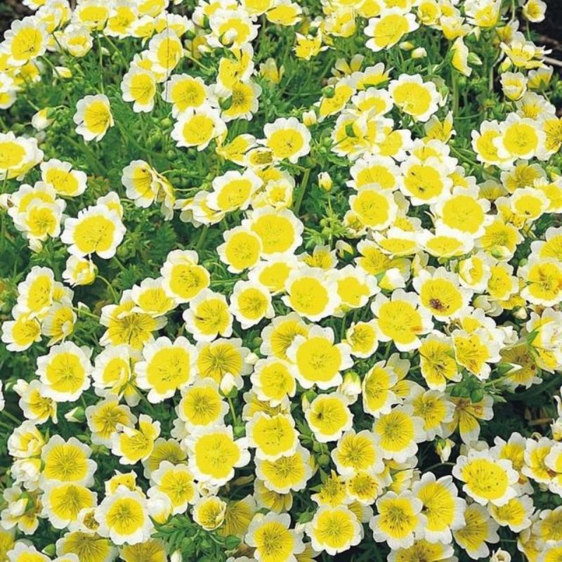 Semailles Limnanthes