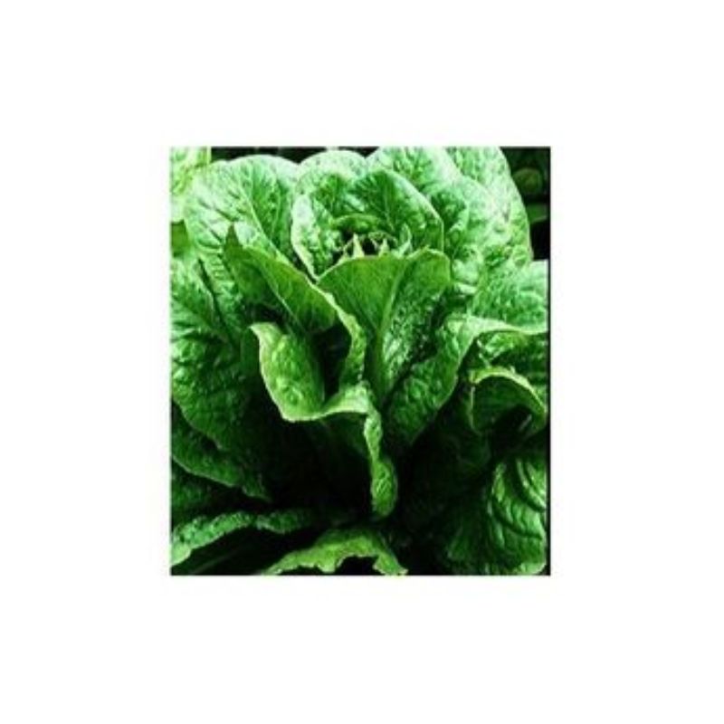 Semailles Laitue Romaine Verte Maraîchère
