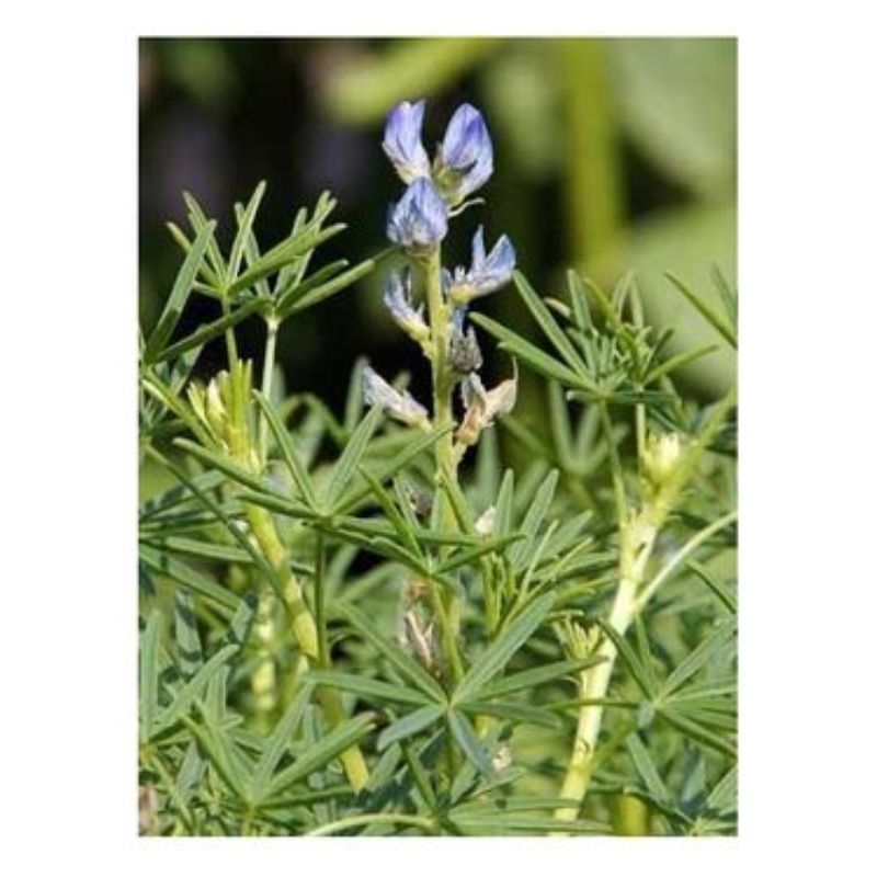 Semailles Lupin bleu