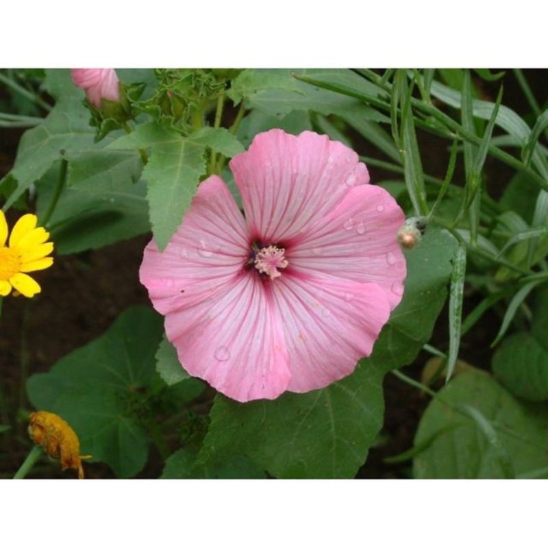 Semailles Lavatère grandes fleurs