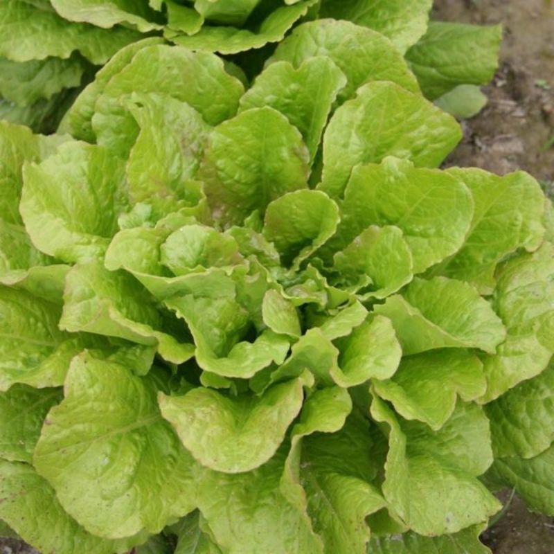 Semailles Laitue Romaine Chicon des Charentes