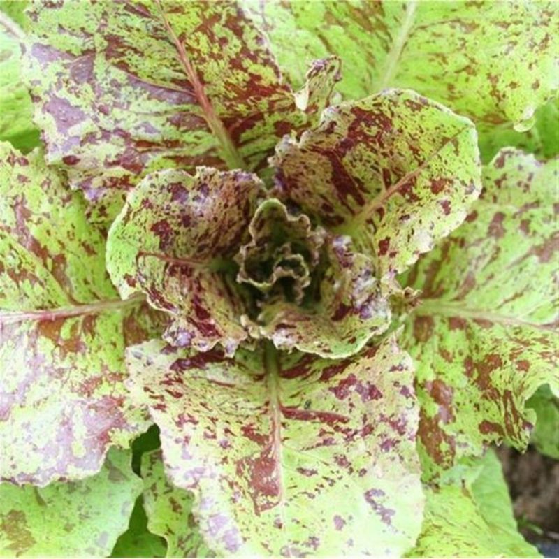 Semailles Laitue Romaine Queue de truite (Chicon panaché)