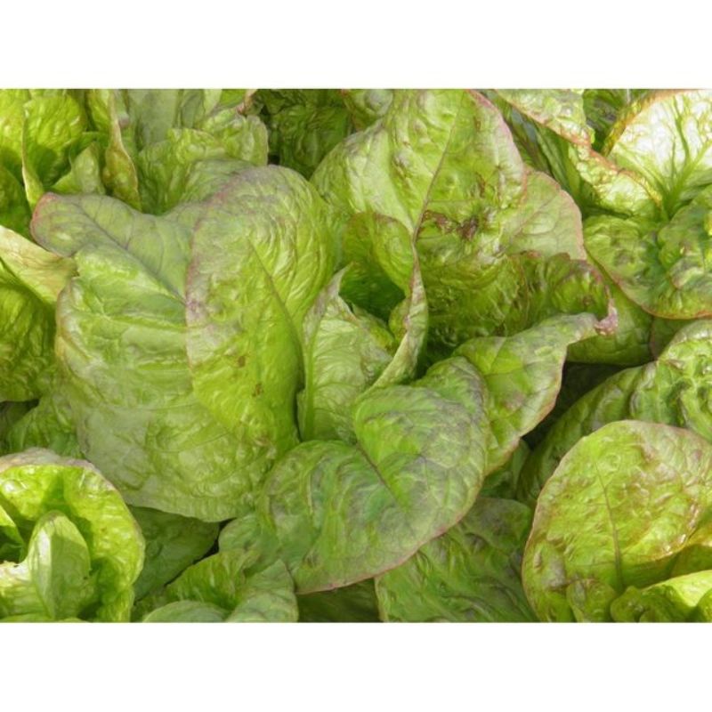 Semailles Laitue Romaine Angèle