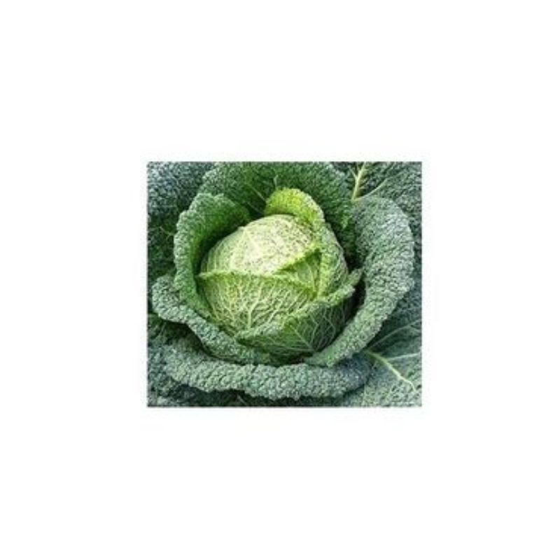 Semailles Chou de Milan Plainpalais