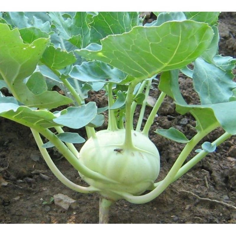 Semailles Chou rave Delikatess blanc