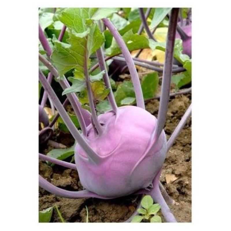 Semailles Chou rave Dyna