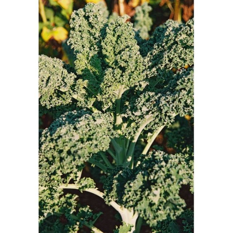 Semailles Chou frisé Grand vert du Nord