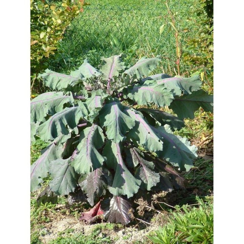 Semailles Chou fourrager Cavalier Rouge