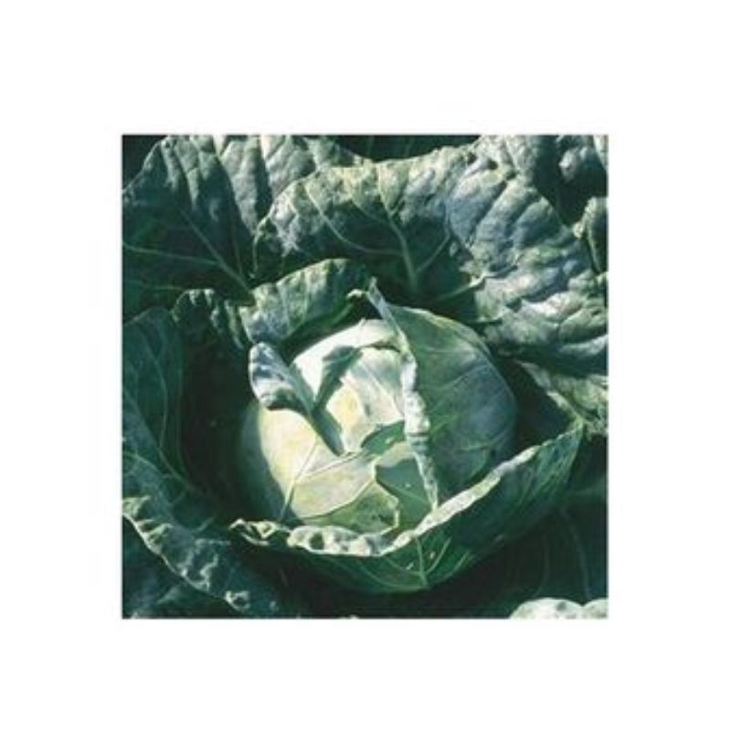 Semailles Chou de Milan Vorbote