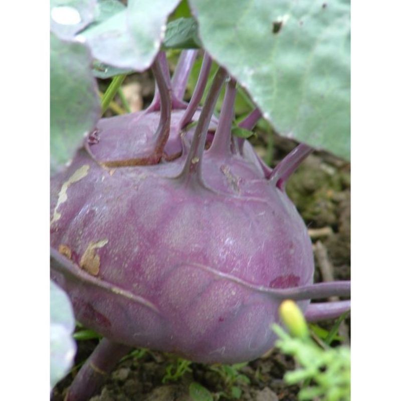 Semailles Chou rave Azur Star