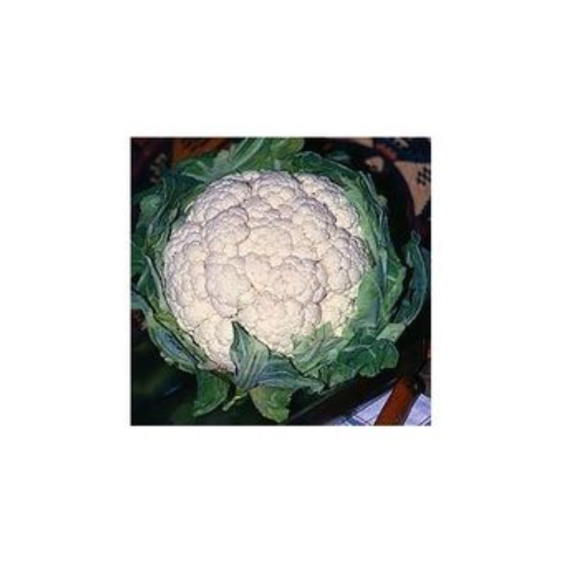 Semailles Chou-fleur Neckarperle