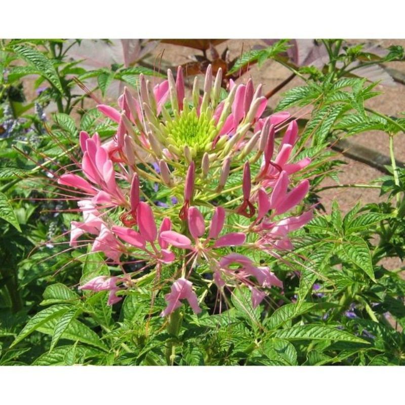 Semailles Cléome rose