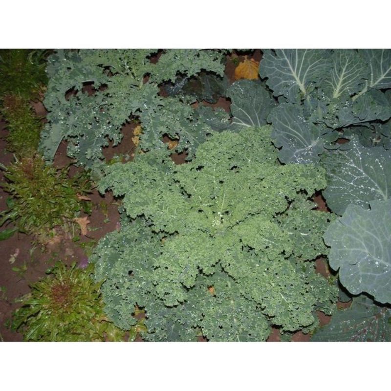 Semailles Chou frisé Westlandse winter