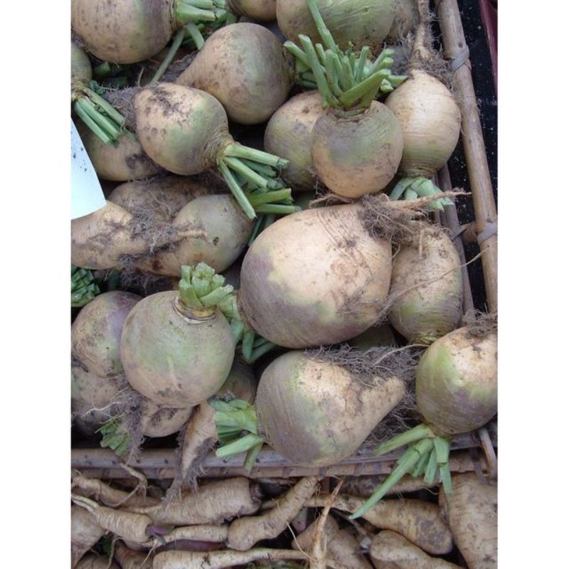 Semailles Chou-navet jaune