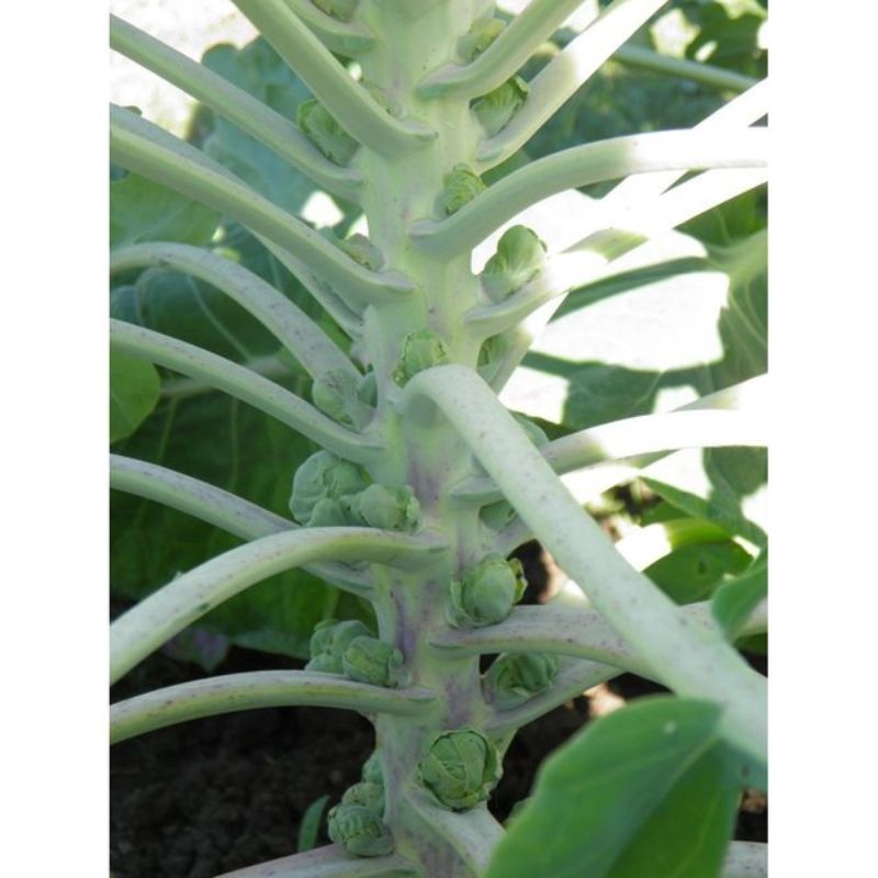 Semailles Chou de Bruxelles de Rosny