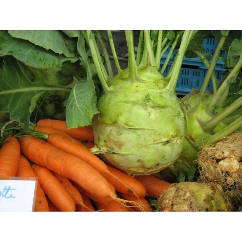 Semailles Chou rave Superschmelz