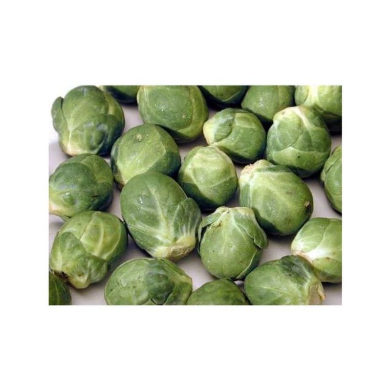 Semailles Chou de Bruxelles Groninger