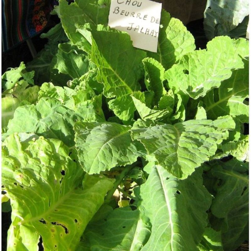 Semailles Chou frisé Beurré de Jalhay