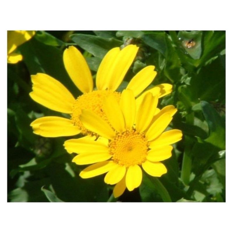 Semailles Chrysanthème des moissons