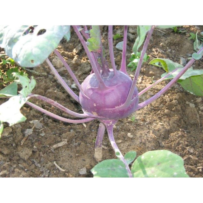 Semailles Chou rave Delikatess bleu