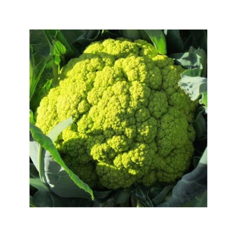 Semailles Chou-fleur Verde di Macerata