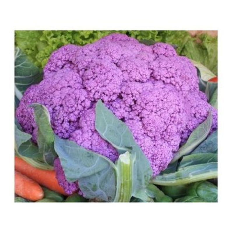 Semailles Chou-fleur Violet de Sicile