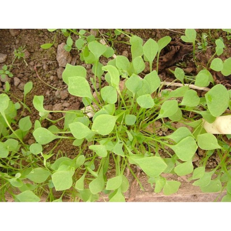 Semailles Claytone de Cuba ou Pourpier d'hiver