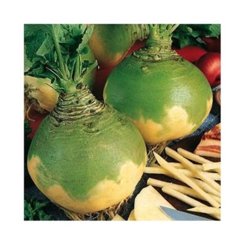 Semailles Chou-navet Wilhelmsburger jaune à collet vert