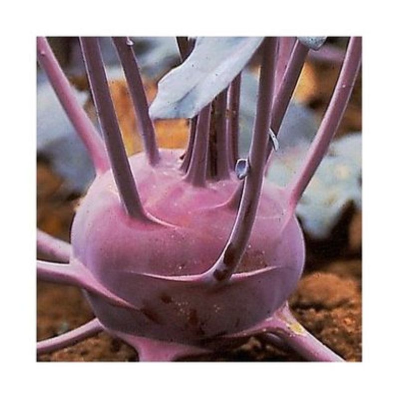 Semailles Chou rave Blaril