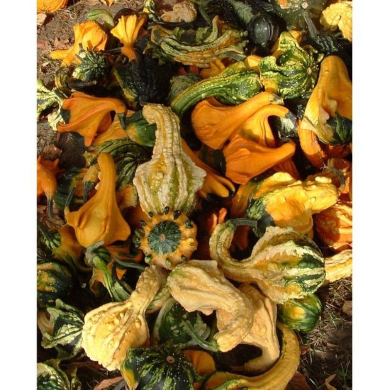 Semailles Coloquinte Indian mix