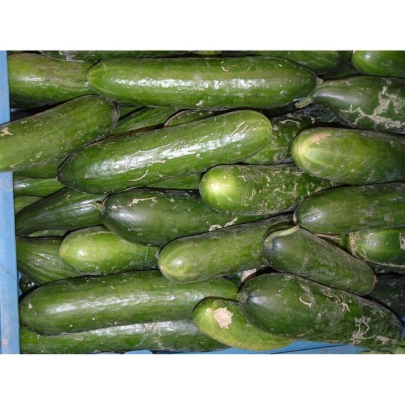 Semailles Concombre Rollison's Telagraph