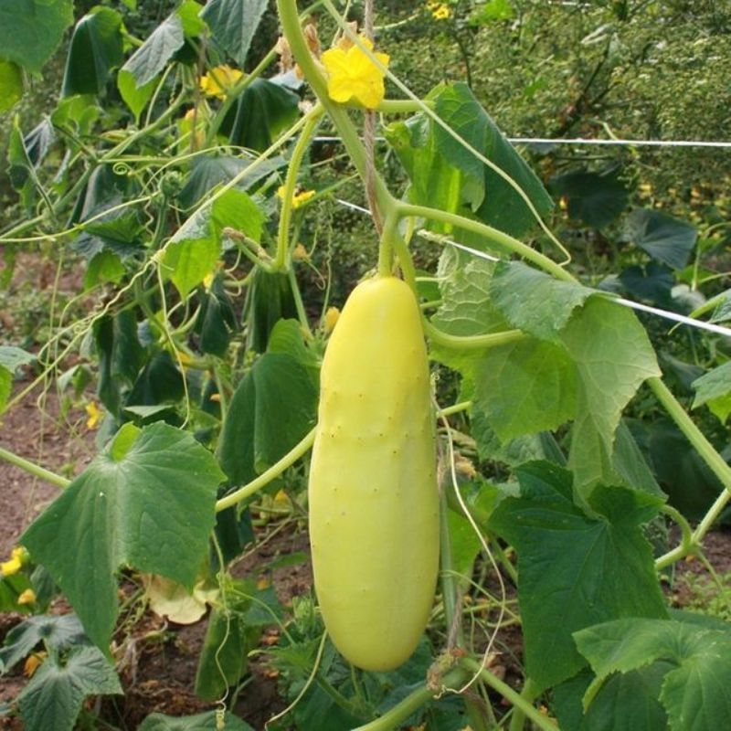 Semailles Concombre Gele Tros