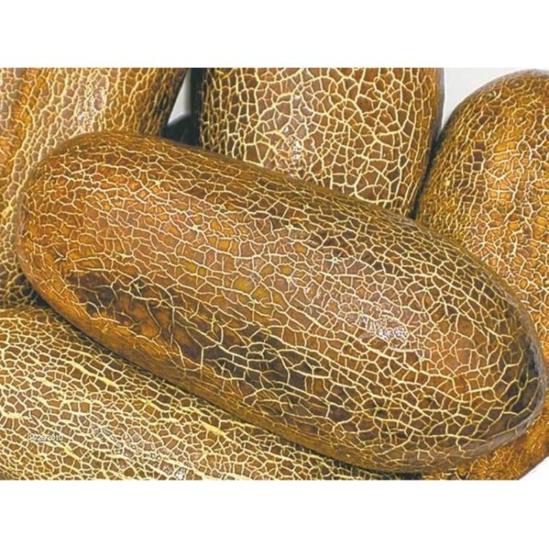 Semailles Concombre Kaiser Alexander