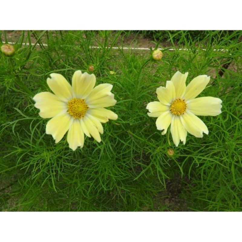 Semailles Cosmos Late sensation Yellow