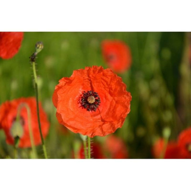 Semailles Coquelicot des champs