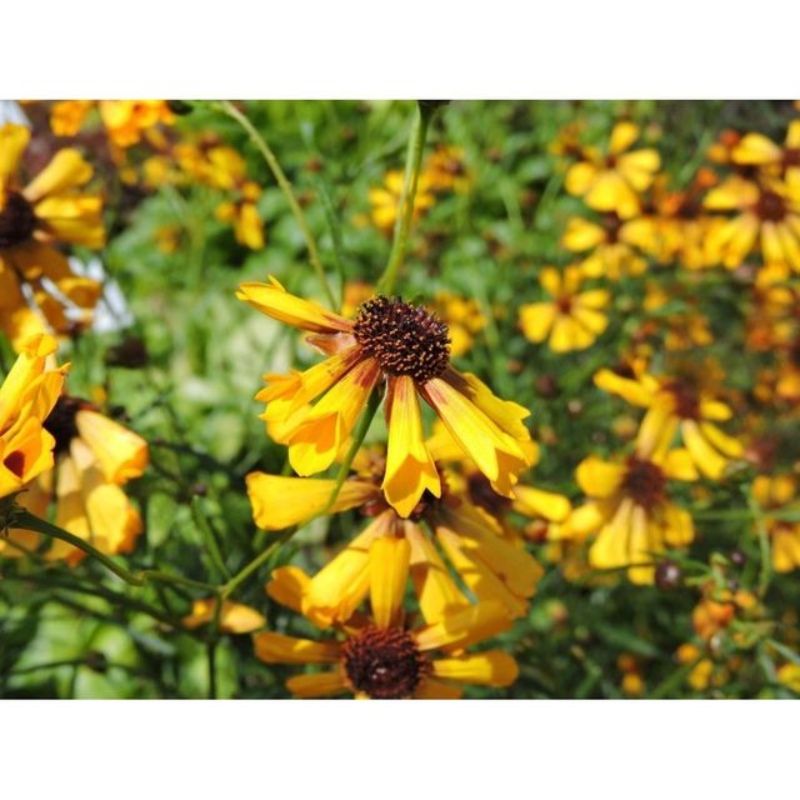 Semailles Coreopsis Sea Shells mix