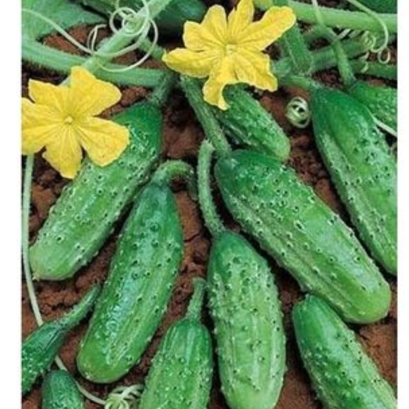 Semailles Cornichon Petit vert de Paris