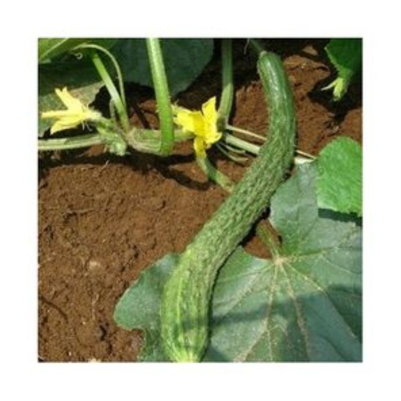 Semailles Concombre Soo Yoh Long