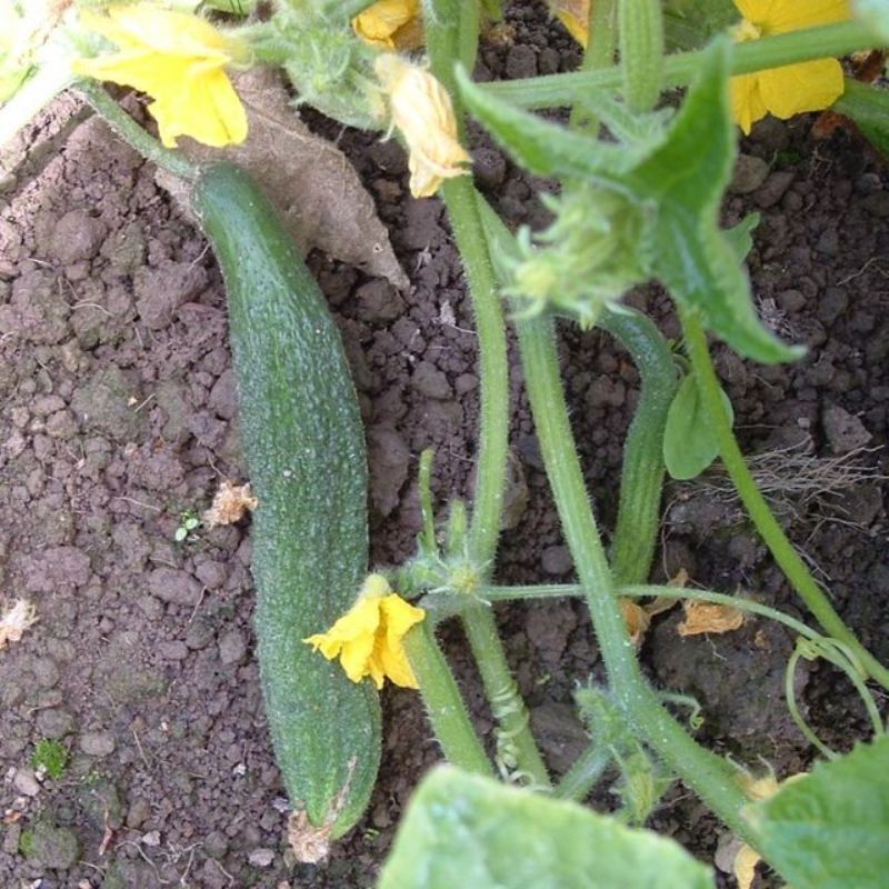 Semailles Cornichon Amélioré de Bourdonne