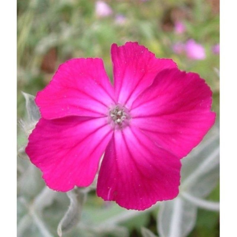 Semailles Coquelourde rouge